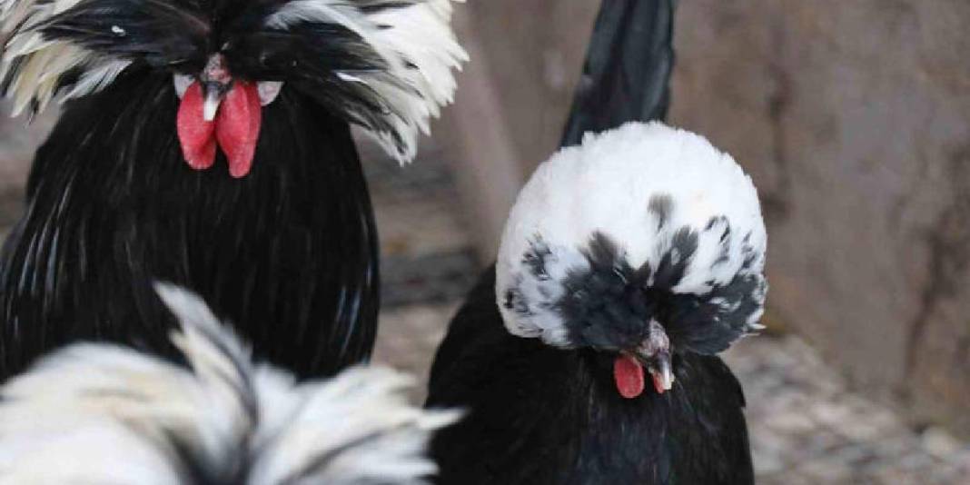 Hobisi yeniliğe itti, iş yerine kuluçhane getirdi! Yurt dışından özel getirtip yetiştiriyor,  oldukça ilgi görüyor 6